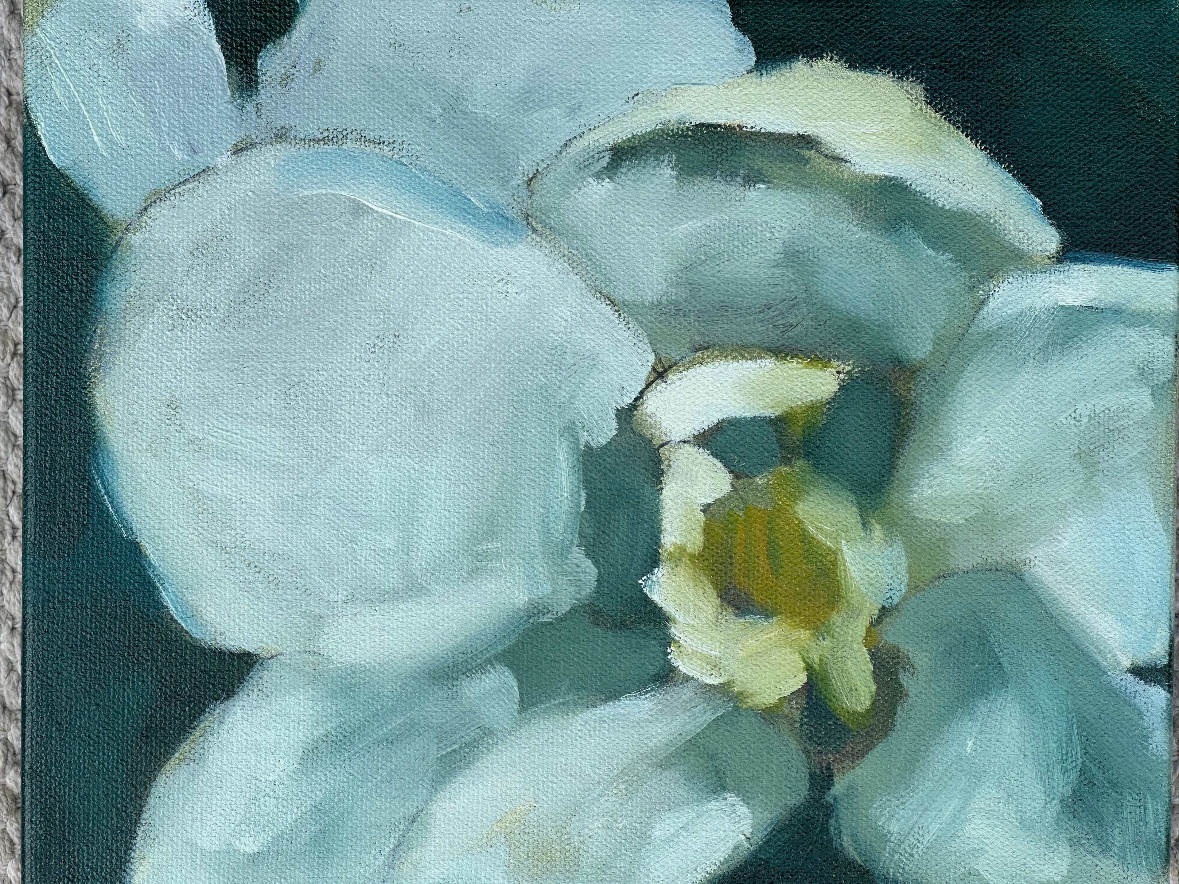 Magnolia Study #1